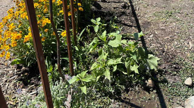 The Wasatch Community Gardens Grateful Tomato Garden