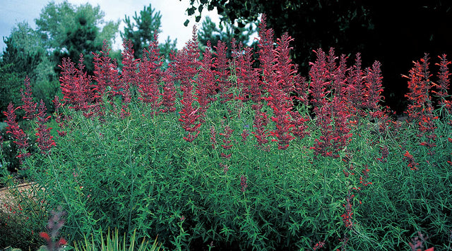 Agastache planting in bloom