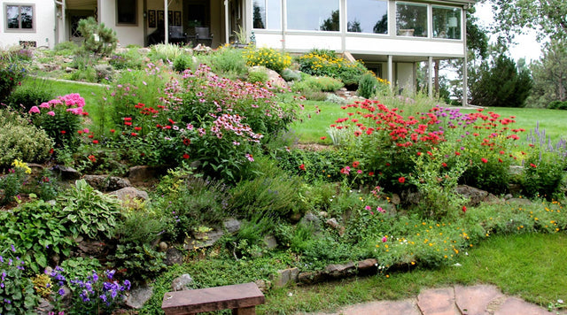 Larry Griffin Habitat Garden In Coloraodo with Echinacea, Bee Balm, Phlox, Savlia, California Poppy, Veronica, Black Eyed Susans, and more.