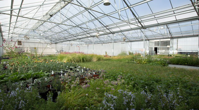 A greenhouse full of High Country Gardens' unique and native plants.