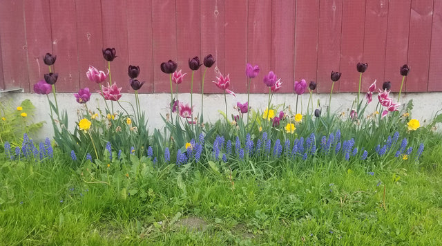 Trench Planting Spring Blooming Bulbs - Welcoming Walkway Bulb Collection