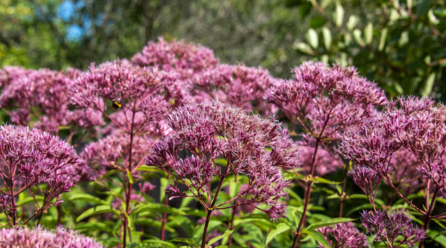 Close-up of Dwarf Red Joe Pye Weed (Eupatorium)