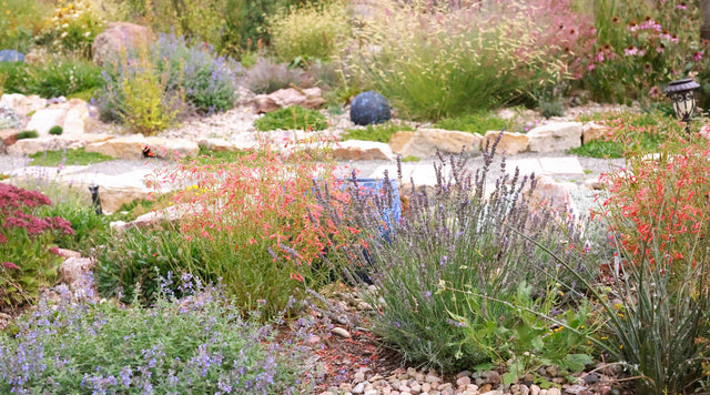 A Colorful Colorado Garden in a Castle Rock CO back yard