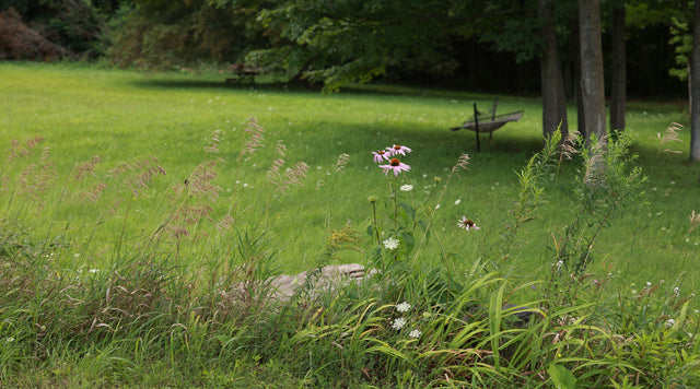 Native grass lawn with hammock hanging in tree in background