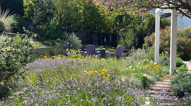 Kelly Marchall back yard meadow garden