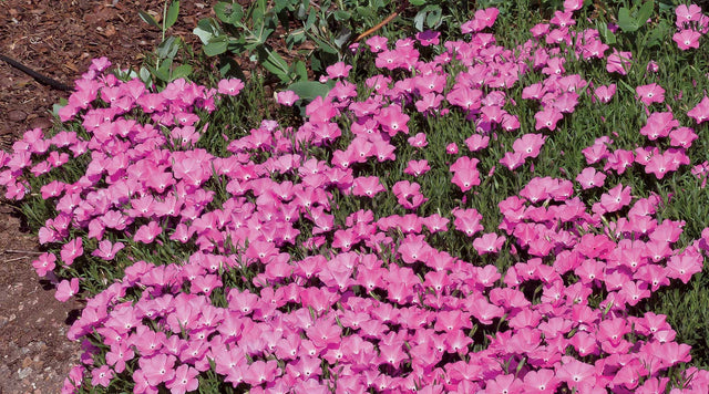 Perfect Pink Santa Fe Phlox