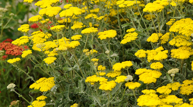Moonshine Yarrow (Achillea) is a great plant for clay soil.