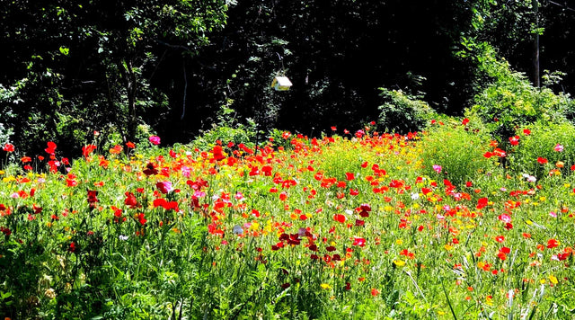 Field of red wildflowers