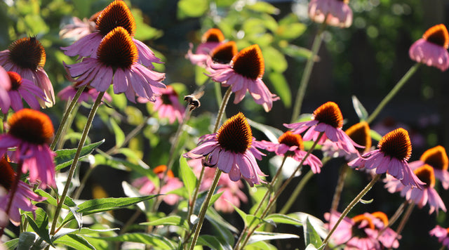 Purple coneflowers in sunny garden