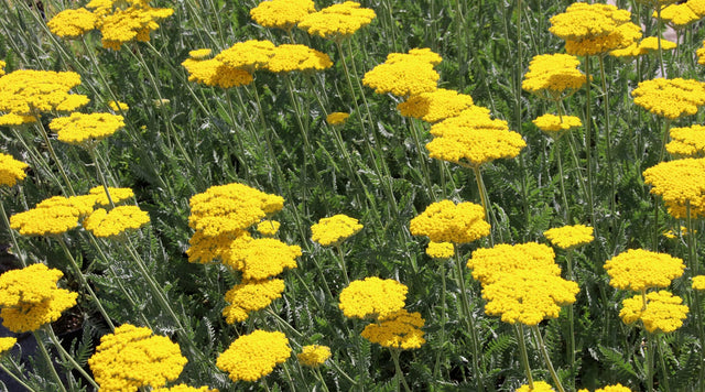 Achillea filipendulina Coronation Gold Coronation Gold Yarrow