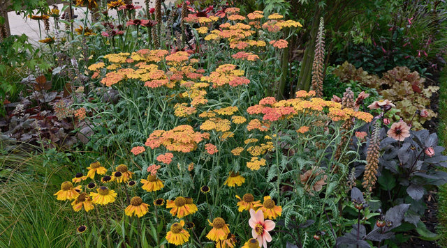 Achillea Paprika with Heliopsis in Perennial Garden