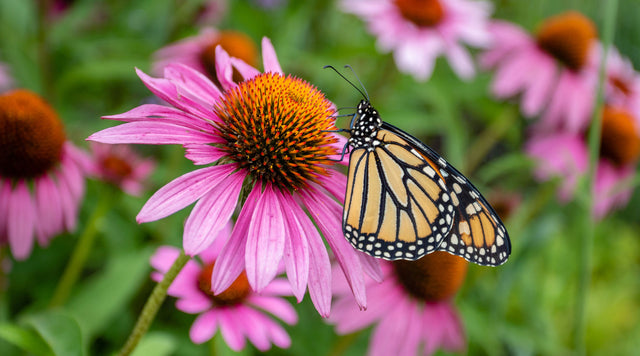 Monarch butterfly on echinacea plant
