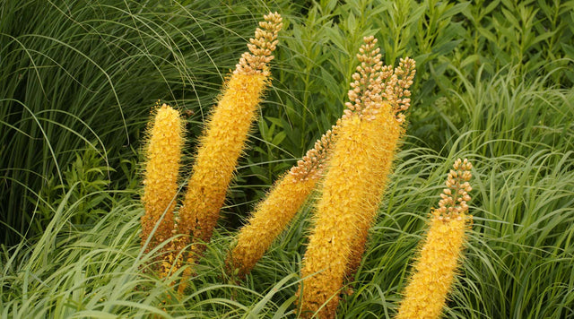 foxtail lily