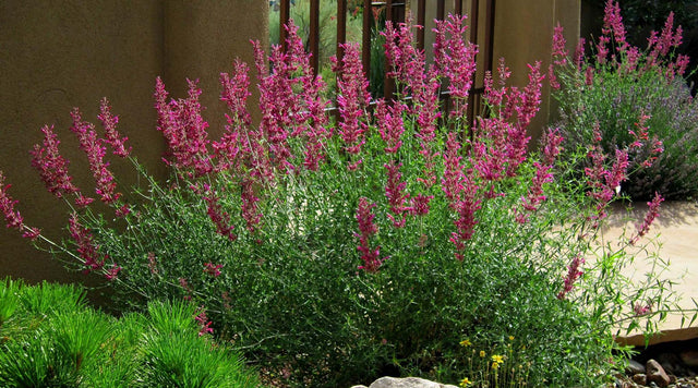 Agastache in garden bed
