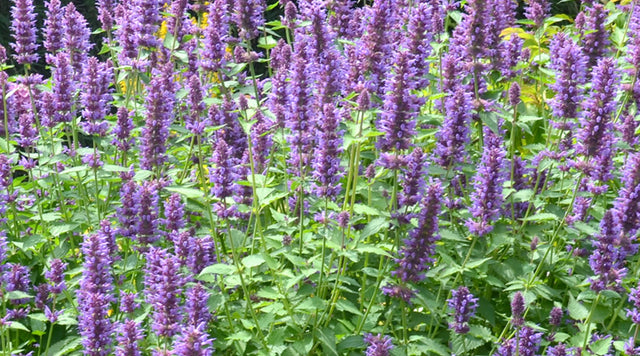 agastache blue boa