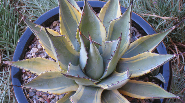 Agave in planter