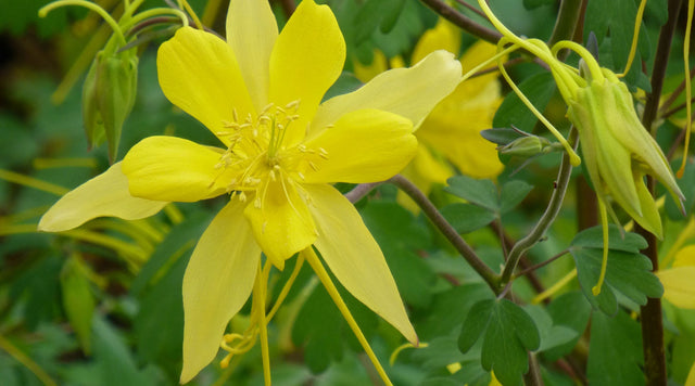 Aquilegia Swallowtail bloom
