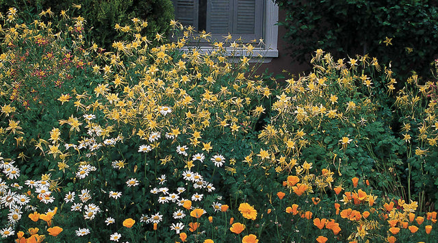 Columbine (Aquilegia) planted along a north-facing wall