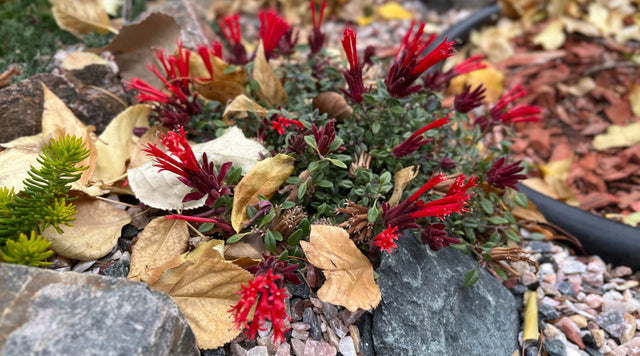 Gravel mulch beneath plant