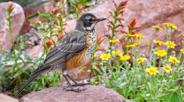 A robin visits a perennial garden