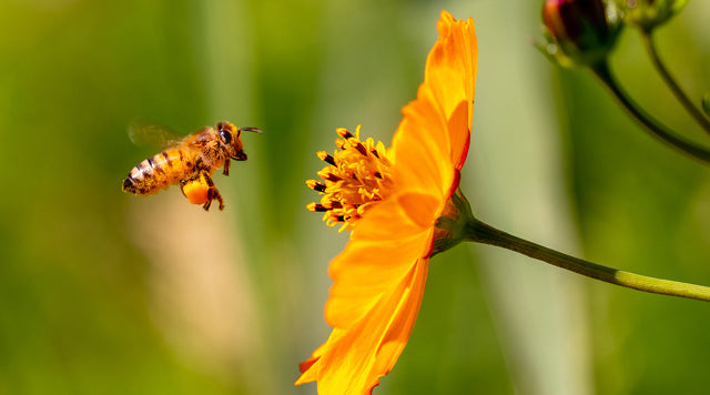 Honeybee pollinating flower