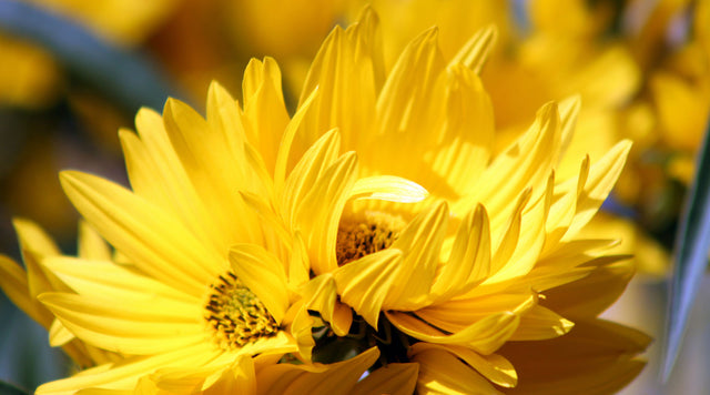 maximiliana sunflower