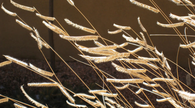 Blonde Ambition Grass in Municiple Planting in New Mexico