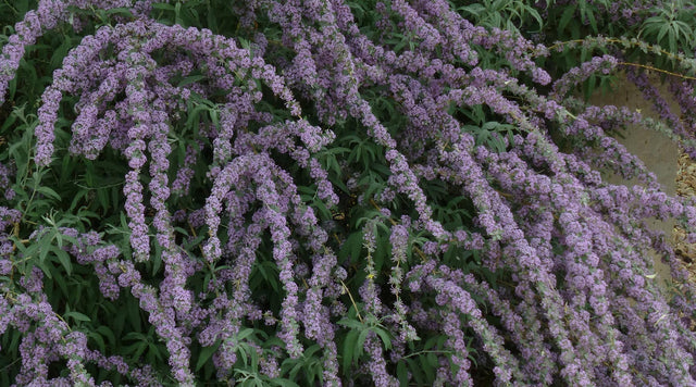 Tips on pruning flowering shrubs such as Buddleia alternafolia argentea