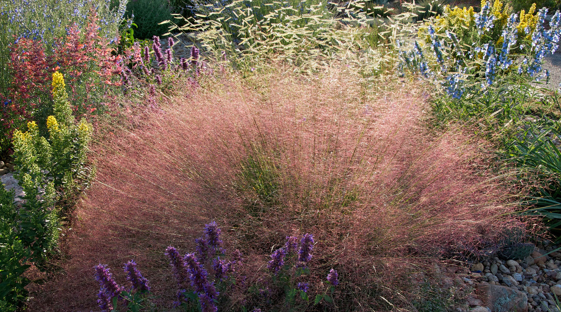 Perennial Garden with Muhly Grass, Blonde Ambition Blue Grama Grass, Solidago, Agastache, and Salvia
