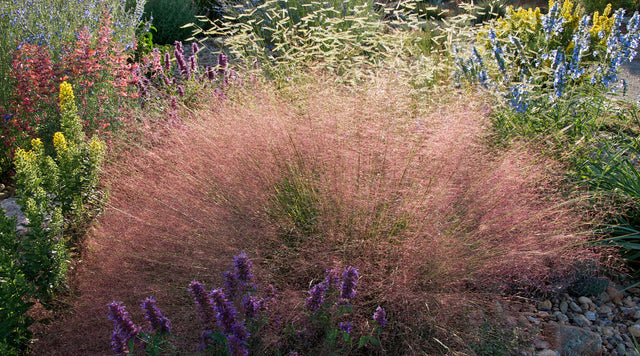 Perennial Garden with Muhly Grass, Blonde Ambition Blue Grama Grass, Solidago, Agastache, and Salvia