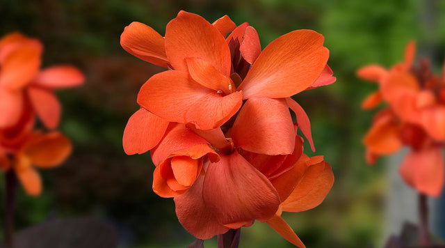 Happy Wilma Orange Canna Lily
