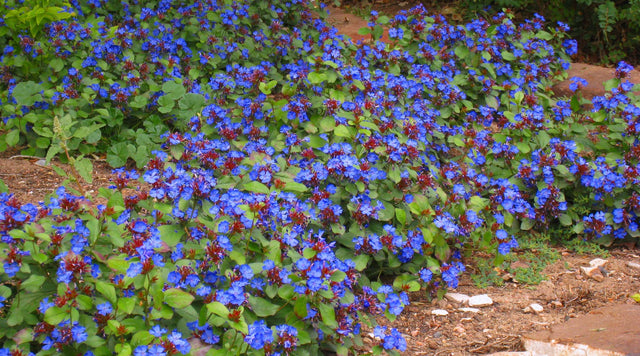 Bright blue flowers of Hardy Plumbago (Ceratostigma plumbaginoides)