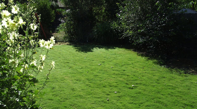 Dog Tuff grass plugs in lawn