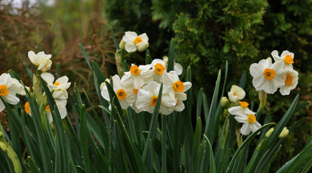 Daffodils