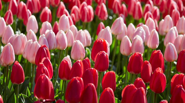 Red and Pink Darwin Tulips