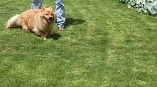 Dog on dog tuff grass