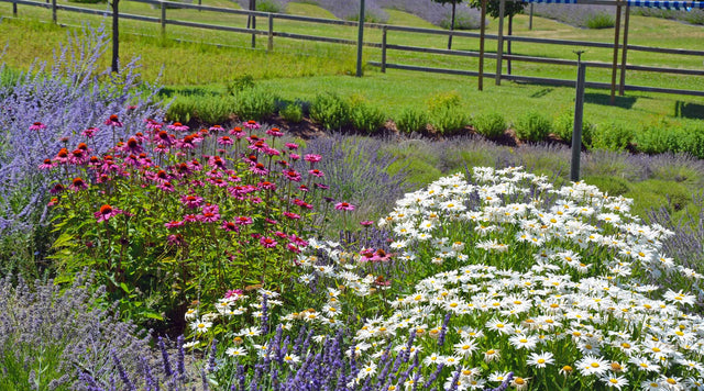 Deer Resistant Perennial Garden