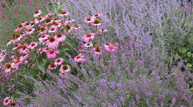 Echinacea, Lavender, Russian, Sage, Agastache, and Sedum - Long Blooming Flowers