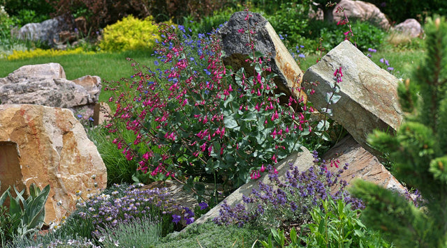 Coconino County Penstemon in the garden. Photo by Emmis Oure.