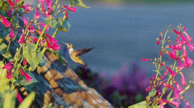 Penstemon and Hummingbird