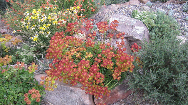 Poncha Pass in a Rock Garden
