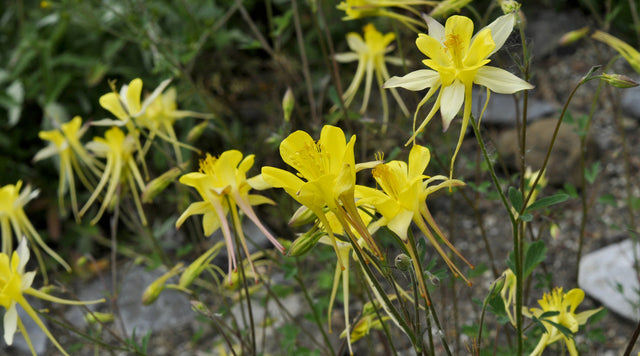 Golden spur columbine blooms
