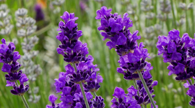 After Midnight Lavender in Bloom