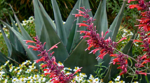 Agastache Glowing Embers