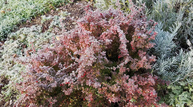 Frost Covered Perennial Garden