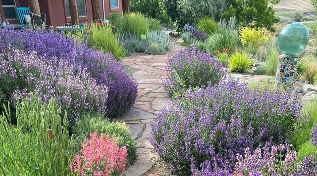 Waterwise Garden with stone walkway going through it
