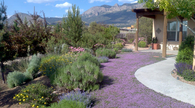 Inspired Gardens: Growing A Thyme Lawn