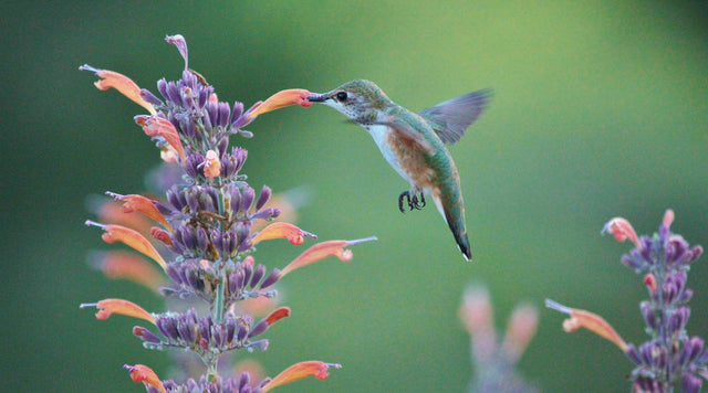 Hummingbird pollinating flower