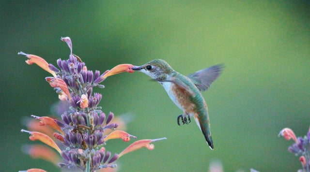 Natural Nectar for Hummingbirds and Pollinators in Your Waterwise Landscape