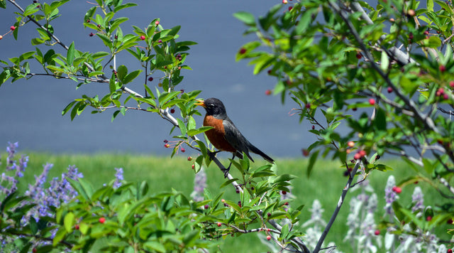 Robin sitting on tree branch